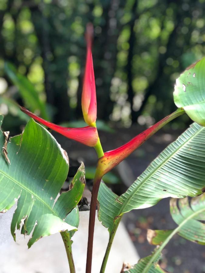 Cantos Del Bosque Monteverde 外观 照片
